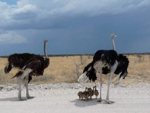 Африканський страус: опис птиці, проживання, розмноження