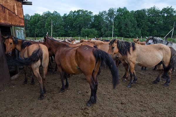 Розведення коней на мясо: методика, правила відгодівлі