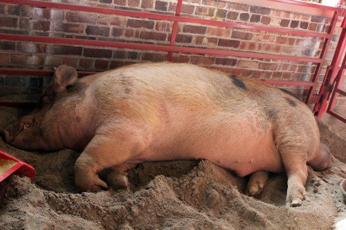 Стимулятори росту для свиней: добавки і премікси