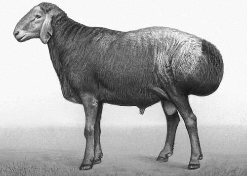 Гиссарская порода овець і баранів: фото, огляд, всі типи