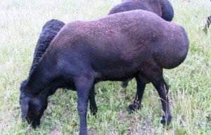 Достоїнства і недоліки Гіссарської породи овець з фото