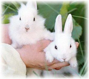 Правильне привчання кролика до лотка і до рук
