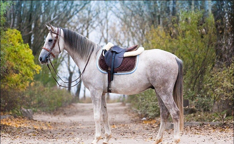 Переваги та особливості терської породи коней