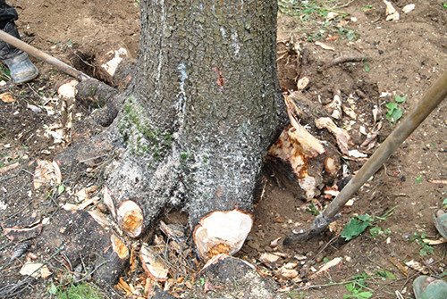 Видалення дерев: особливості та корисні поради