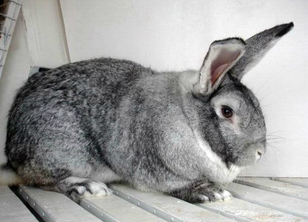 Кролик шиншила: опис і особливості породи