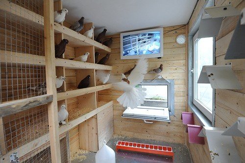 Як побудувати голубник своїми руками: проект, облаштування