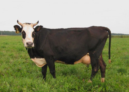 Ярославська порода корів і телят: характеристика, фото