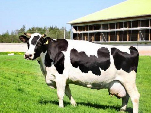 Чорно ряба порода корів, телят: опис, характеристика