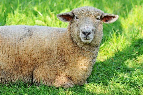 Вівці породи Прекос: характеристика, огляд, фото