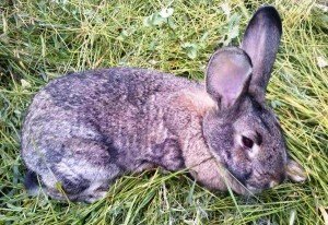 Як визначити і вилікувати кокцидіоз у кроликів