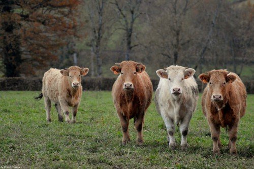 Витрати на корову в особистому господарстві, зміст, догляд