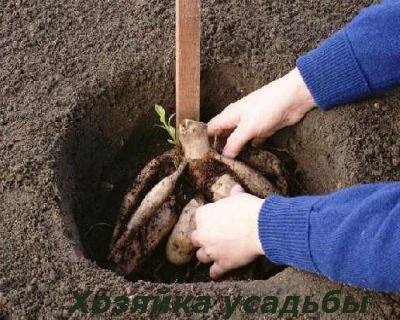 Жоржини, вирощування і догляд, садіння і зберігання.