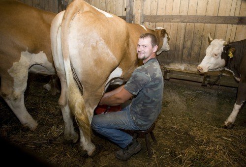Вагітність корів: лактація, що таке нетель, скільки може народити