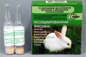Як визначити і вилікувати міксоматоз у кроликів