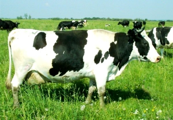 Холмогорская порода корів: особливості і продуктивність