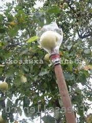 Як зберегти яблука на зиму, способи зберігання свіжих яблук.