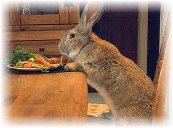 Що їдять кролики, і чим корисна ця їжа