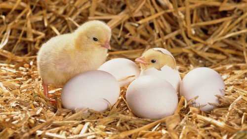 Скільки курка висиджує яйця: коли появляютчя курчата