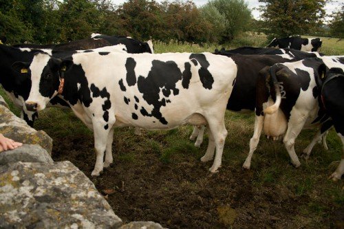 Голштинська порода корів: опис, характеристика