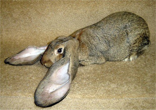 Хвороби вух у кроликів: лікування честоки, фото псороптоза
