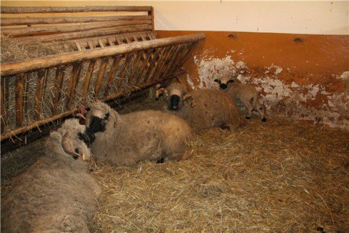 Годівниці для овець під сіно: як зробити своїми руками, фото, розміри