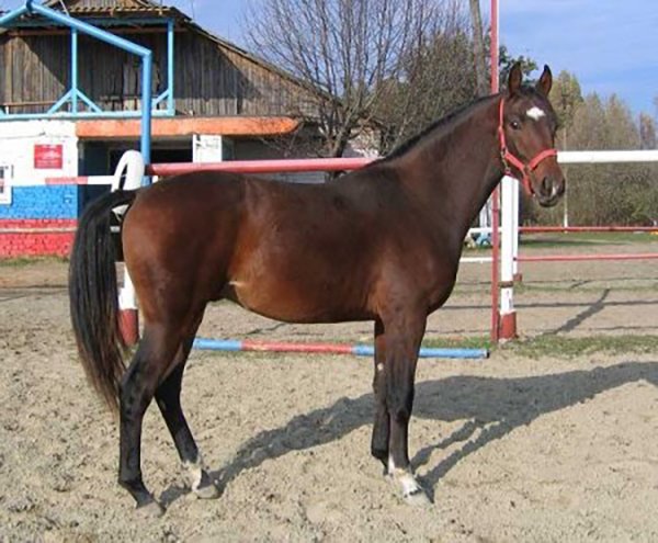 Гніда масть коня: опис, різновиди з фото
