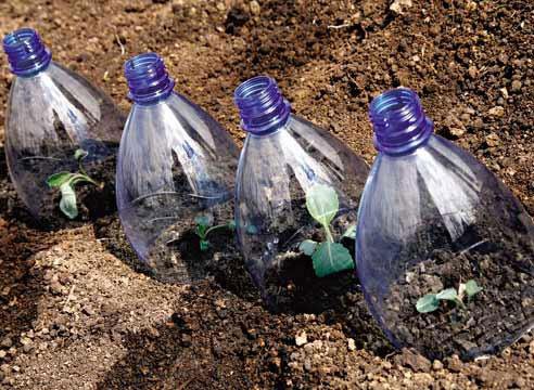Посадка та вирощування огірків в 5 літрових пляшках