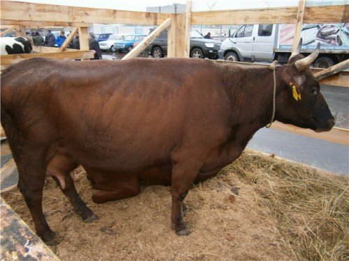 Скільки важить корова: визначення ваги врх обміром, без ваг