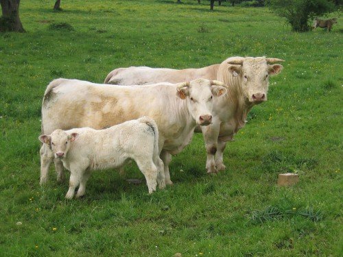 Вітаміни для корів (ВРХ): які бувають, огляд