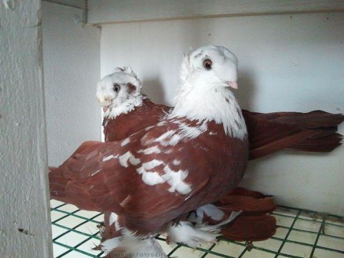Благодарненские голуби: бойная порода, опис, фото