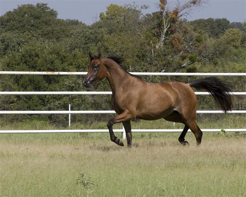 Огляд популярних порід коней ваговозів з фото