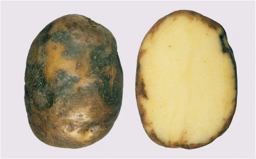 Фітофтороз картоплі: захист, опис і лікування