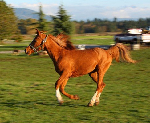 Швидкість коня в км/год: середня, максимальна