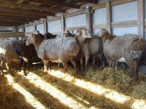 Кращі мясні породи овець: повний огляд і аналіз, фото