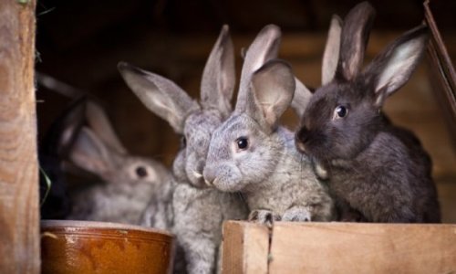 Правильне розведення кроликів в домашніх умовах для початківців