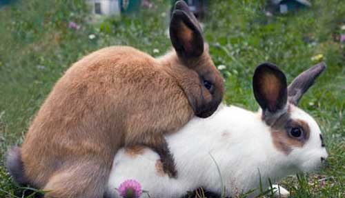 Особливості розмноження кроликів