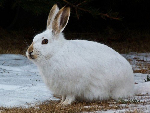 Зміст, годування кроликів взимку