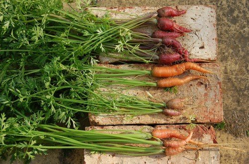 Вирощування моркви у відкритому грунті в Підмосковї: сорти