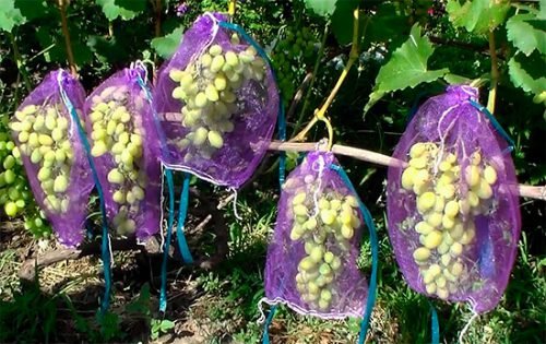 Захисні мішечки для грон винограду: захист від ос