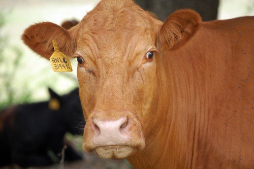 Лімузинська порода корів і бичків: огляд, фото