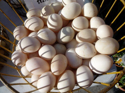 Інкубація качиних яєць: режим інкубації, таблиця