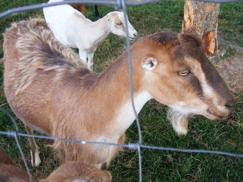 Кози попроды Ламанча (Іспанські): опис, характеристика, фото