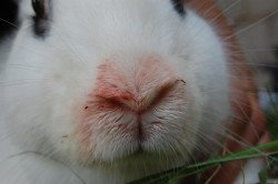 Симптоми і лікування пастерельозу у кролів