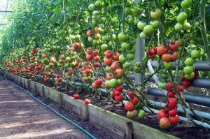 Томати для теплиці з полікарбонату — вирощування помідорів у поликарбонатном парнику