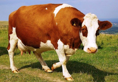 Вагітність корів: лактація, що таке нетель, скільки може народити