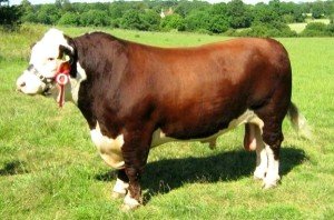 Переваги Герефордської породи корів: опис з фото