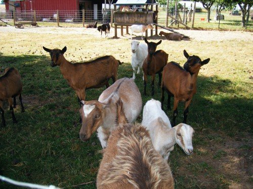 Кози попроды Ламанча (Іспанські): опис, характеристика, фото