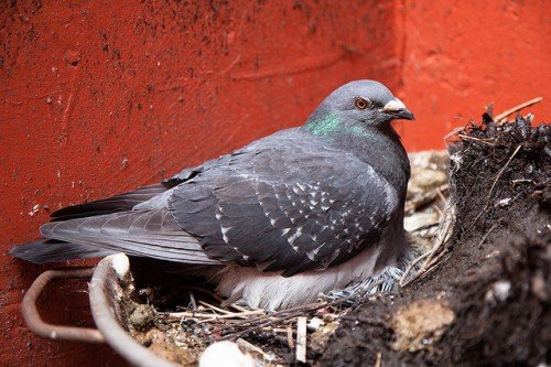Розмноження голубів в домашніх умовах, як отримати потомство