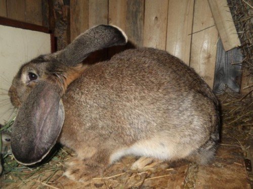 Пологи кролиці: злучка, вагітність, поява потомства