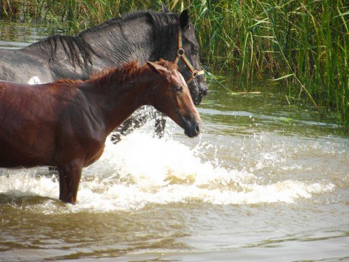 Порода коней Російський рисак: опис, зміст, догляд